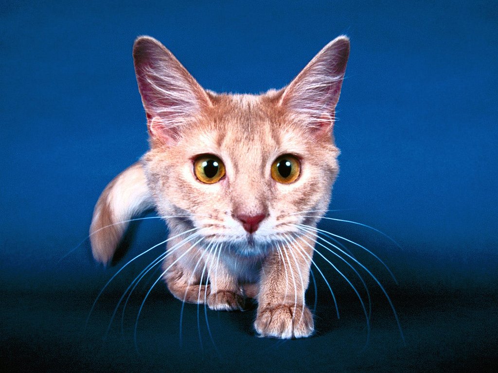 Shambra, Fawn Somali